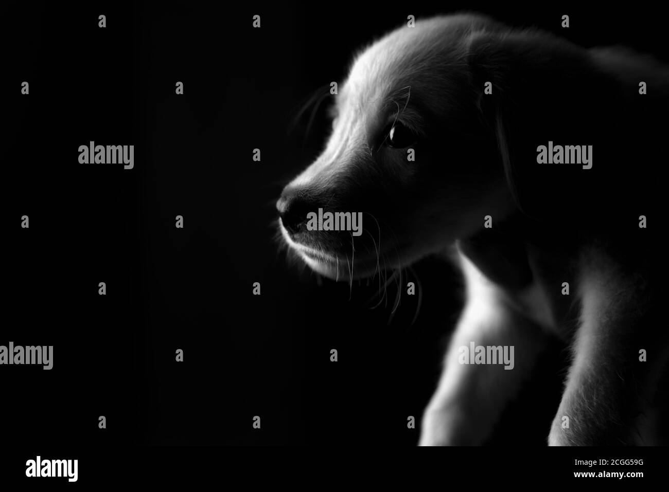 Photographie en noir et blanc d'un chiot du Labrador Banque D'Images