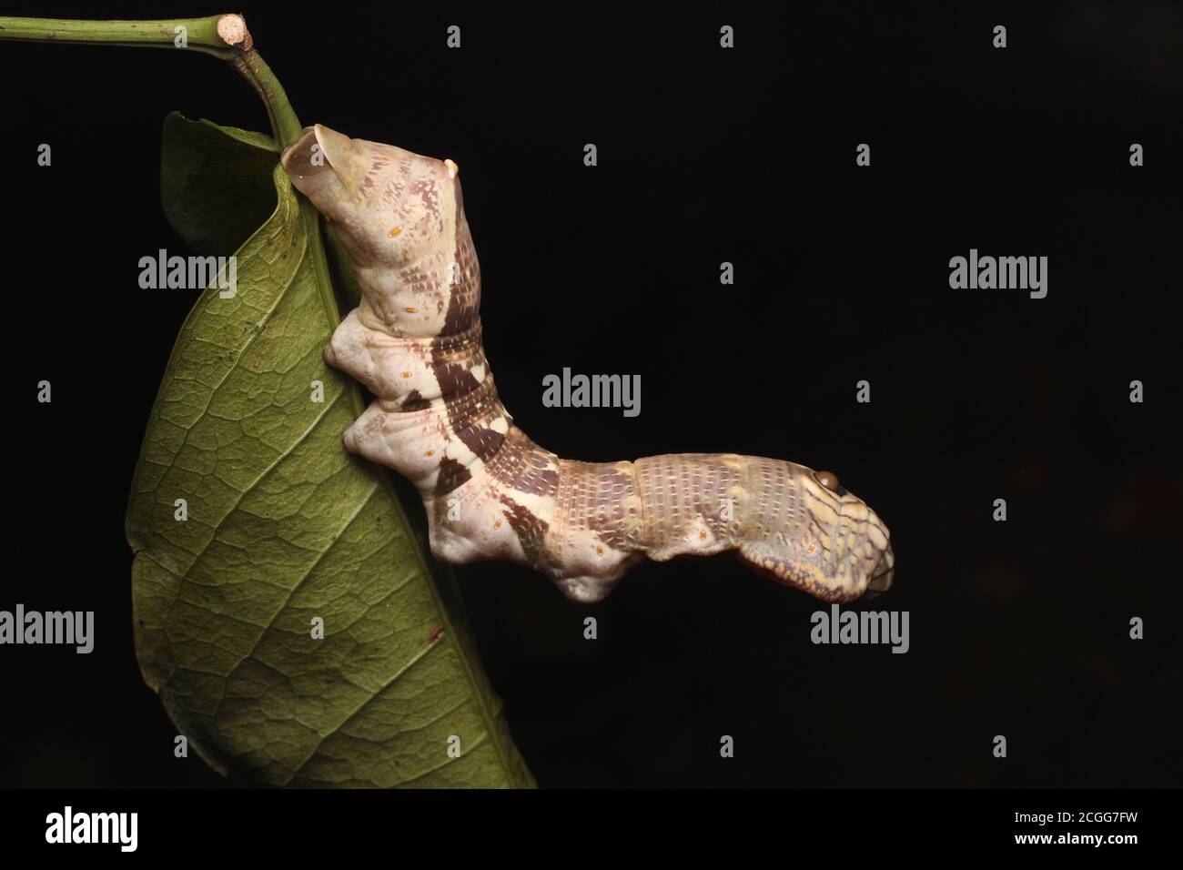 Grande chenille brune sur un énorme congé vert Banque D'Images