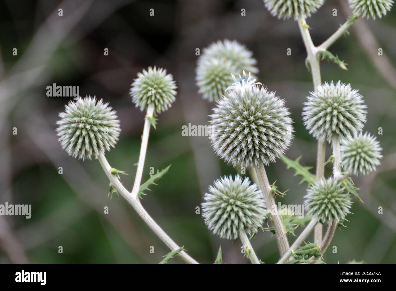 Globe chardon boule en forme de boule fleurs vertes macro. Echinops ritro herbe sauvage sur fond de lignes vertes floues Banque D'Images
