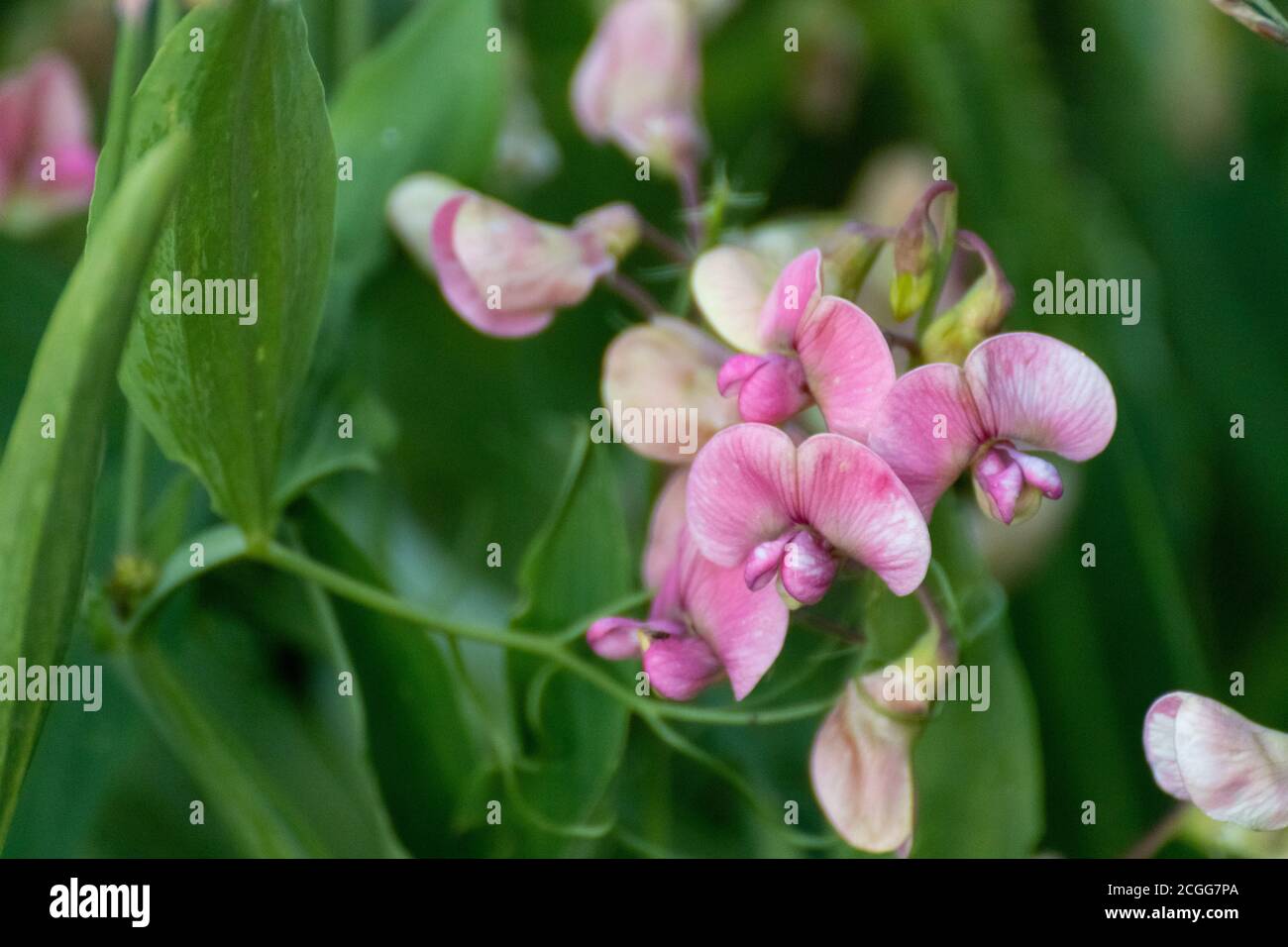 Pois sauvages blancs et roses doux fleurs fleur macro sur fond vert flou Banque D'Images