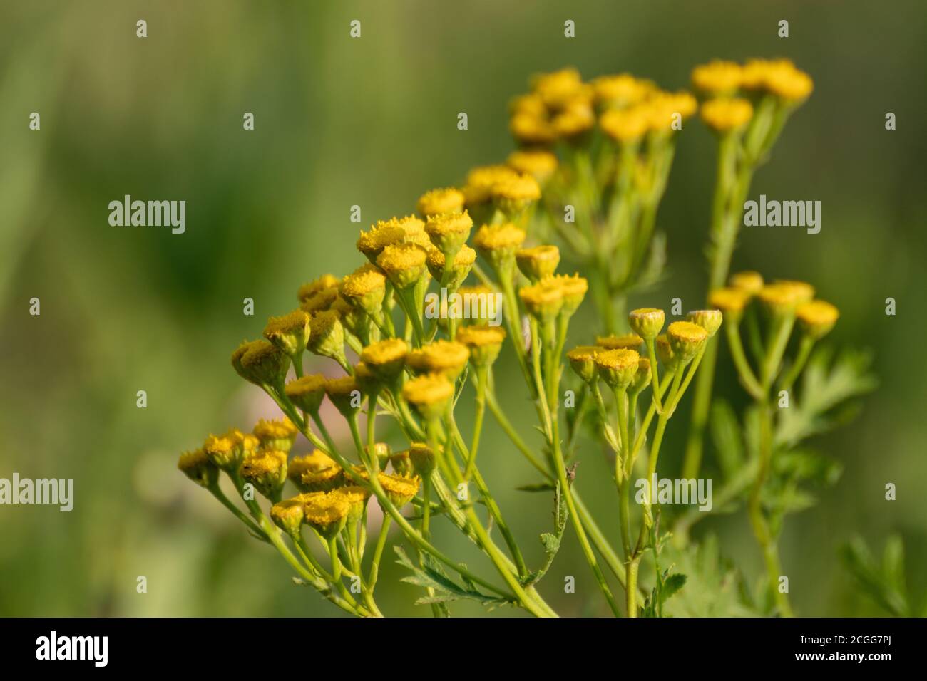 Fleurs de tansy jaune (Tanaceum vulgare, tansy commun, bouton amer, boutons dorés) sur le vert ensoleillé champ sauvage d'été gros plan Banque D'Images