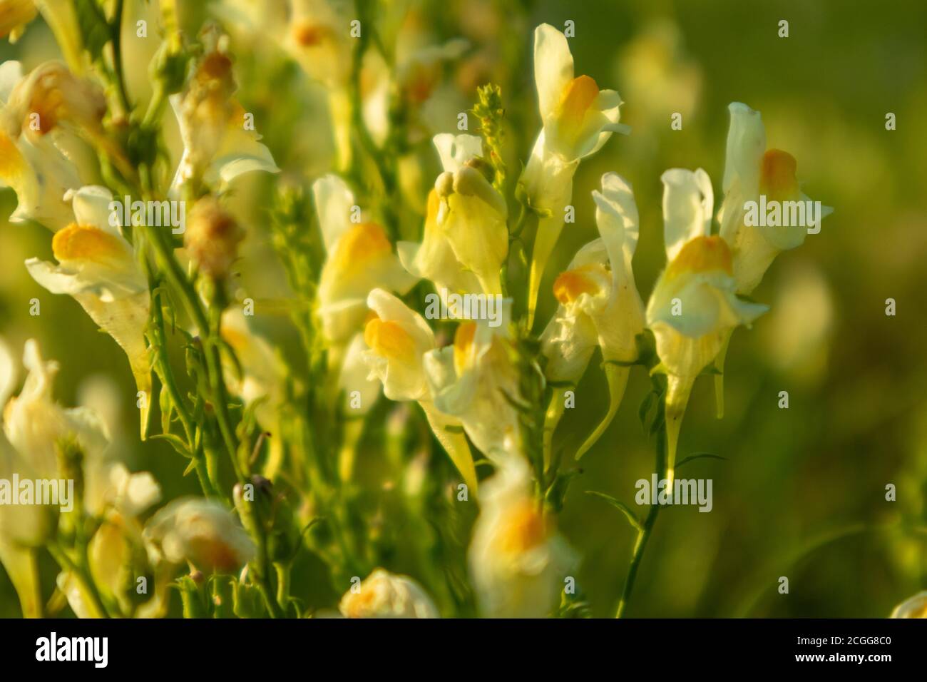 Linaria vulgaris ou beurre et oeufs, une espèce de toadlin. Gros plan de fleurs sauvages jaunes ensoleillées en herbe verte avec un arrière-plan flou Banque D'Images
