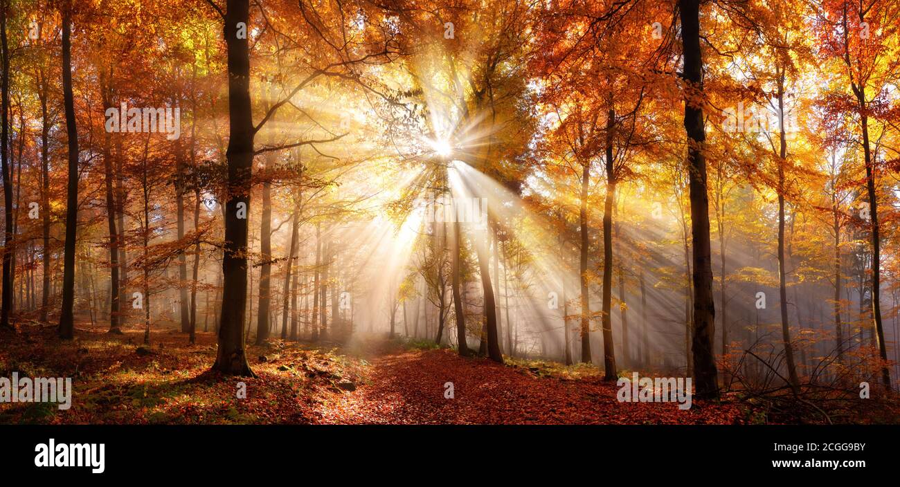 Des rayons de soleil enchanteurs dans une forêt dorée en automne éclairant un chemin couvert de feuillage rouge. La beauté de la nature dans des couleurs vives et chaudes Banque D'Images