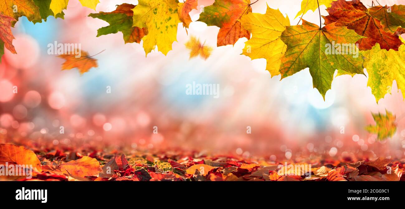 Les feuilles d'érable colorées de l'automne décorent un magnifique fond de bokeh nature avec du feuillage sur le sol forestier, avec du rouge, orange, jaune, vert et bleu Banque D'Images