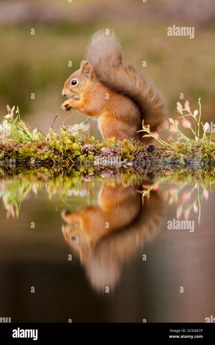Écureuil rouge eurasien (Sciurus vulgaris) la recherche de nourriture au bord d'une petite piscine Banque D'Images