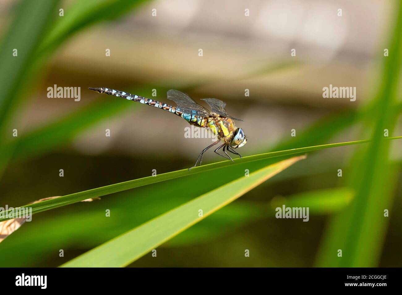 La libellule bleue dasher (Pachydipax longipennis) Banque D'Images