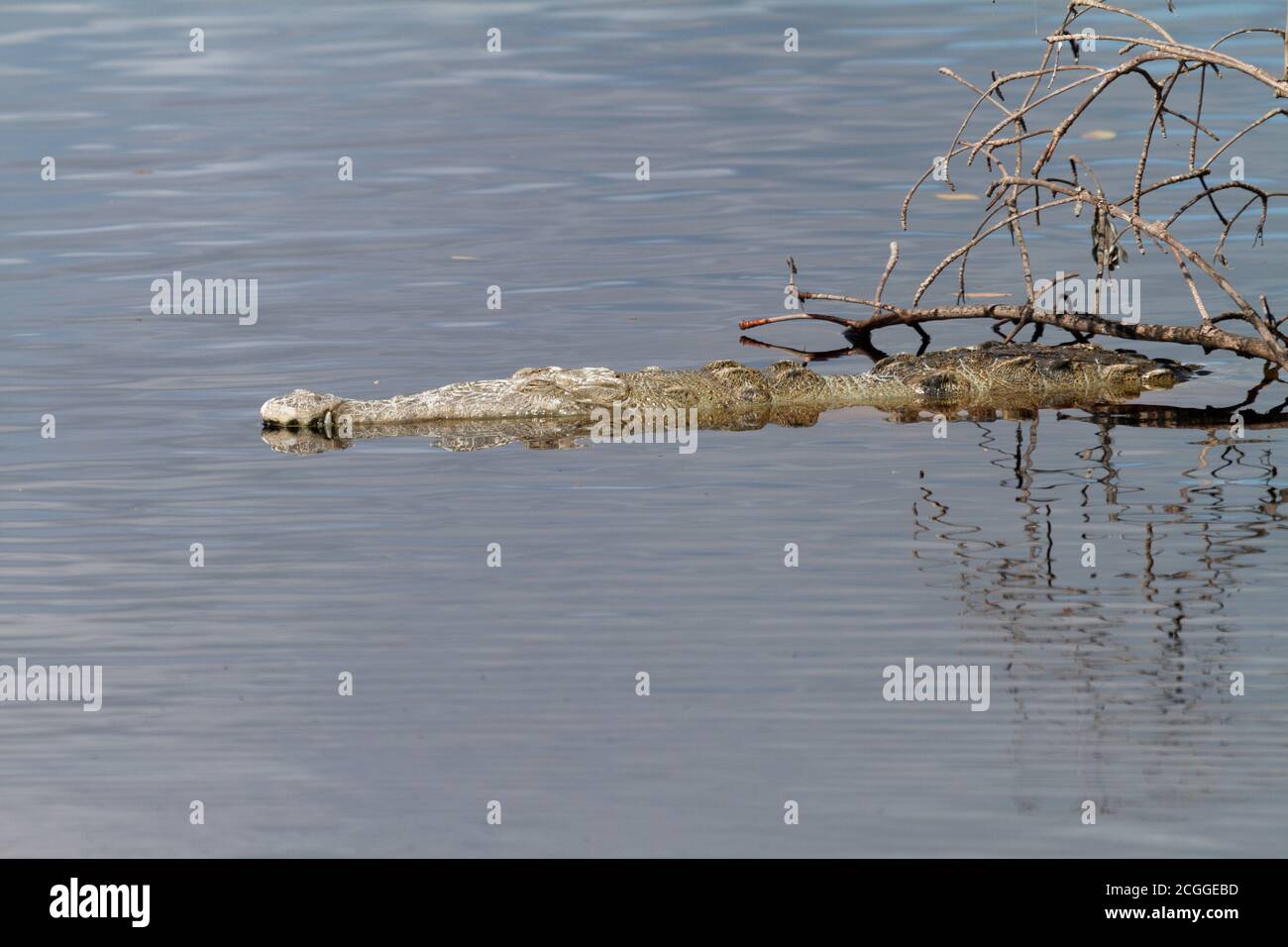 alligator caché Banque D'Images