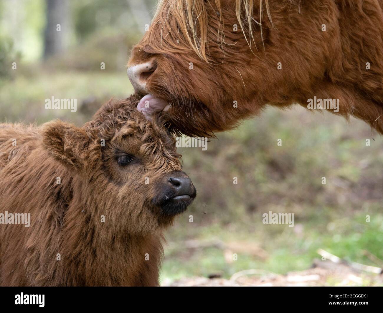 Bebe Highlander Ecosse Vache Poilue Avec Mere En Foret Photo Stock Alamy Bebe Highlander Ecosse Vache Poilue Avec Mere En Foret Photo Stock Alamy