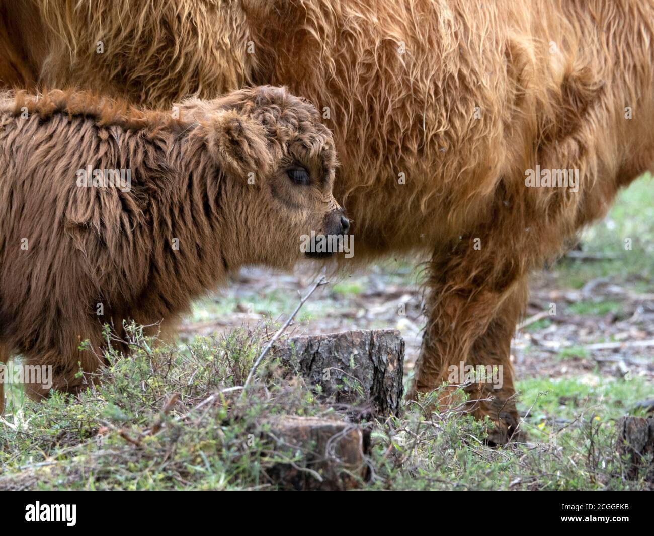 Bebe Highlander Ecosse Vache Poilue Avec Mere En Foret Photo Stock Alamy