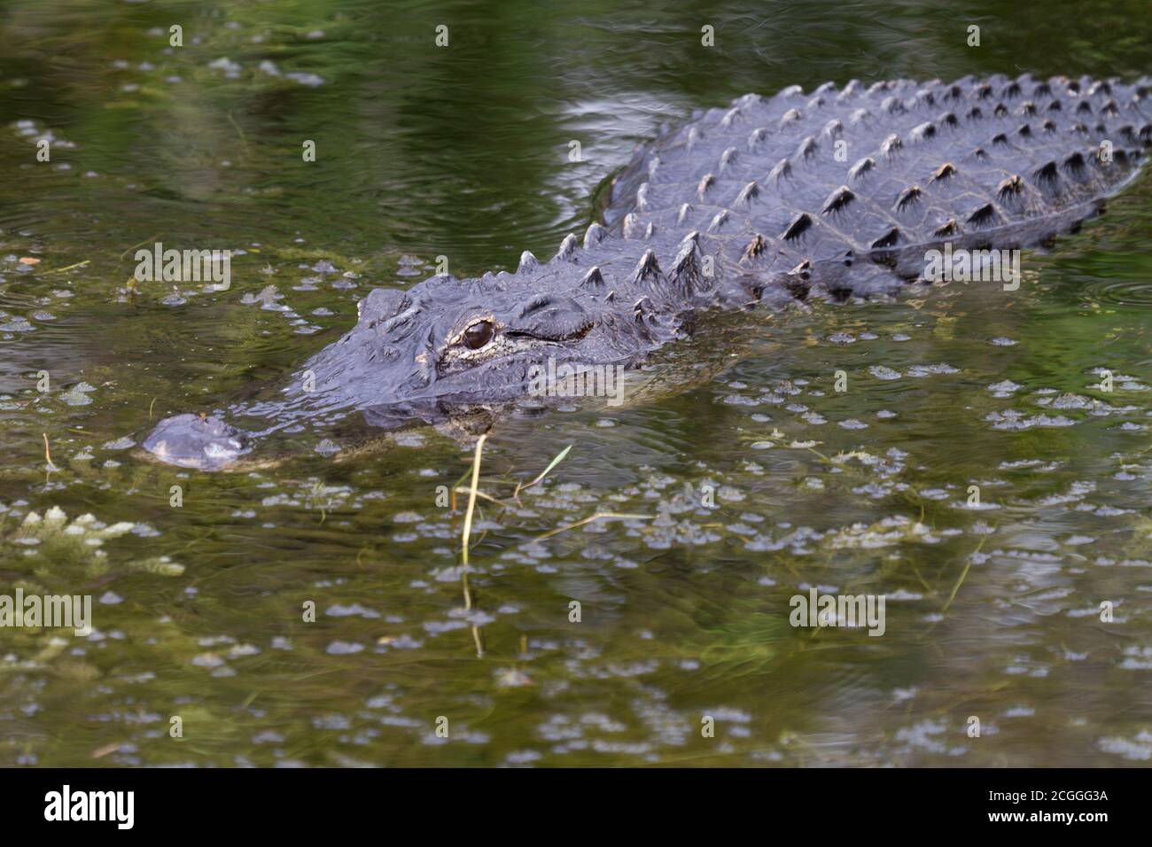 Alligator Banque D'Images