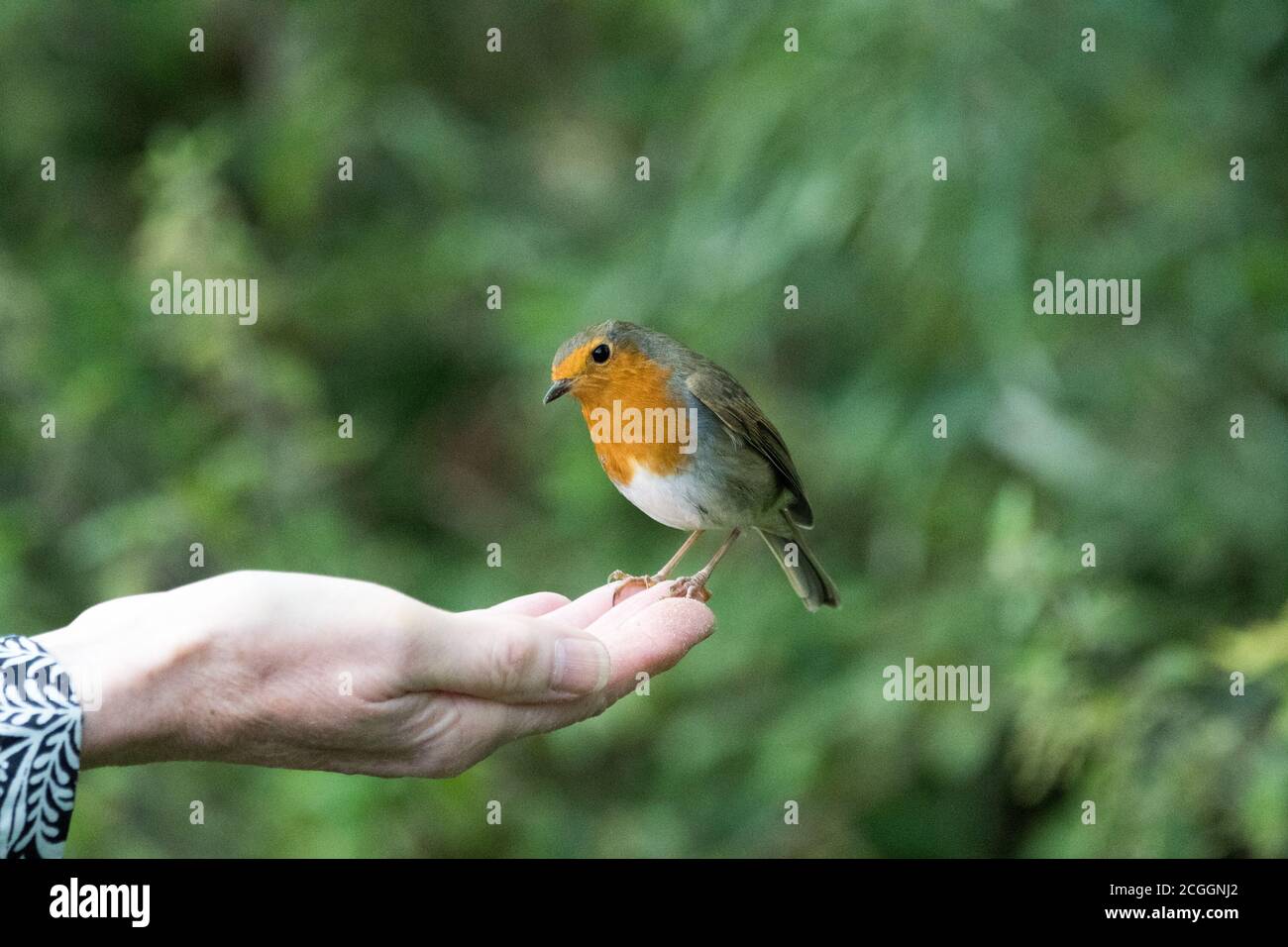 Alimentation manuelle de Robin (erithacus rubecula) Banque D'Images