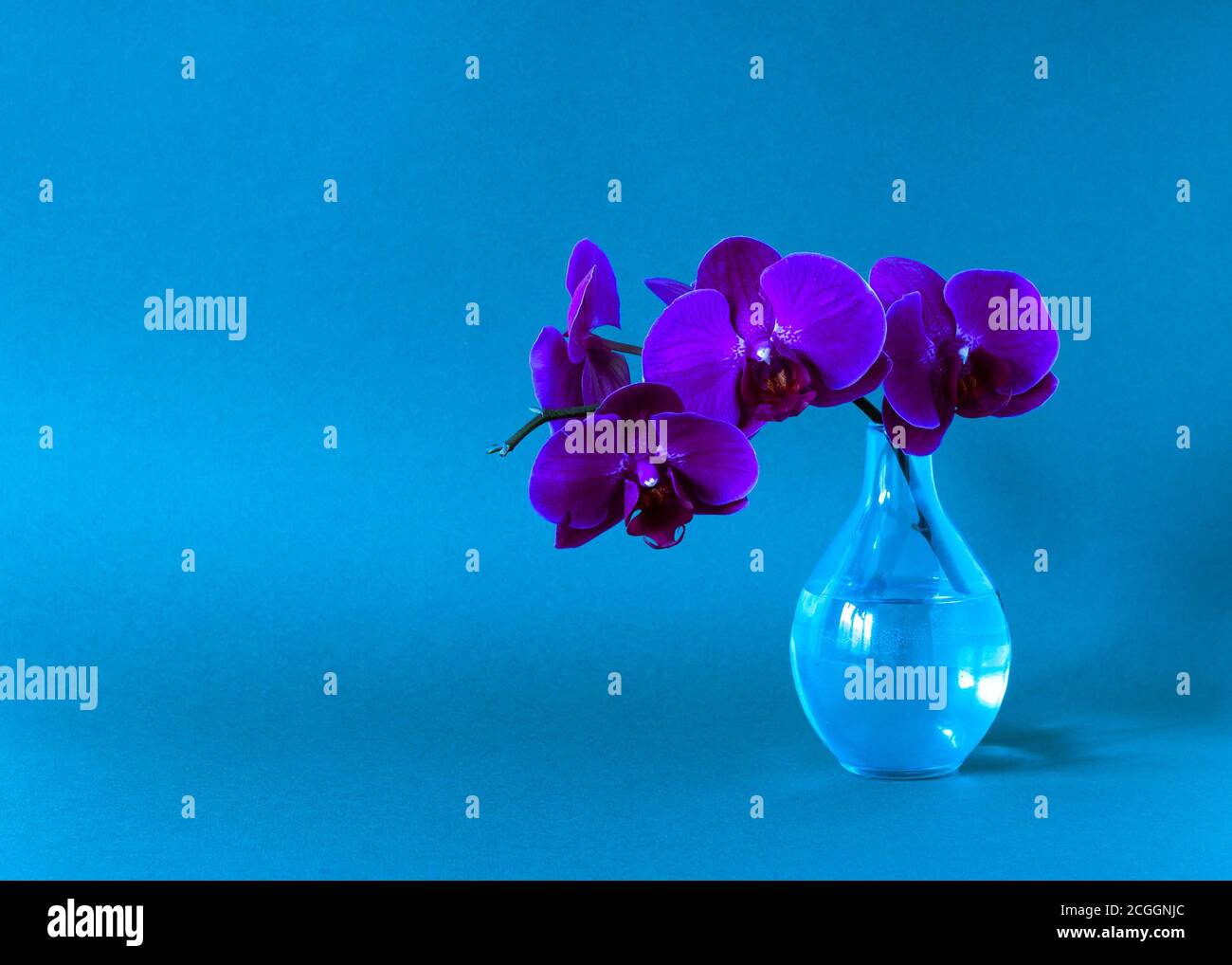 Orchidée violette dans un vase en verre sur fond bleu Banque D'Images