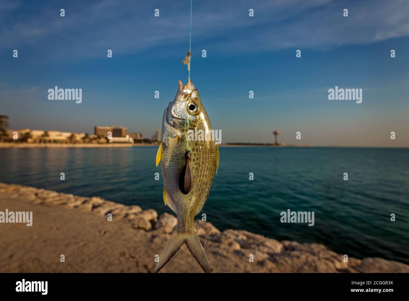 Gros poissons pêchent à la corniche Al-Khobar en Arabie Saoudite. Banque D'Images