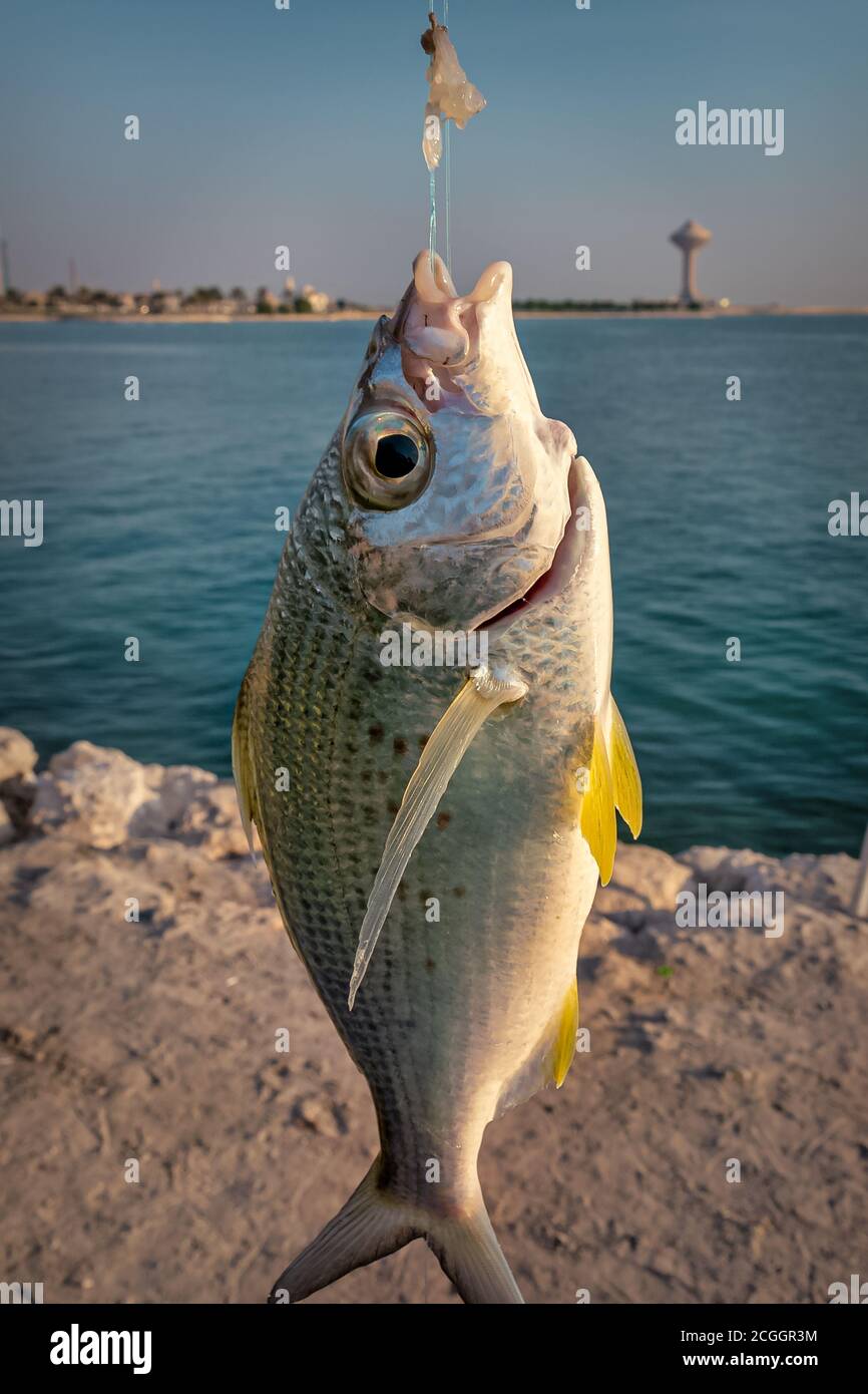 Gros poissons pêchent à la corniche Al-Khobar en Arabie Saoudite. Banque D'Images