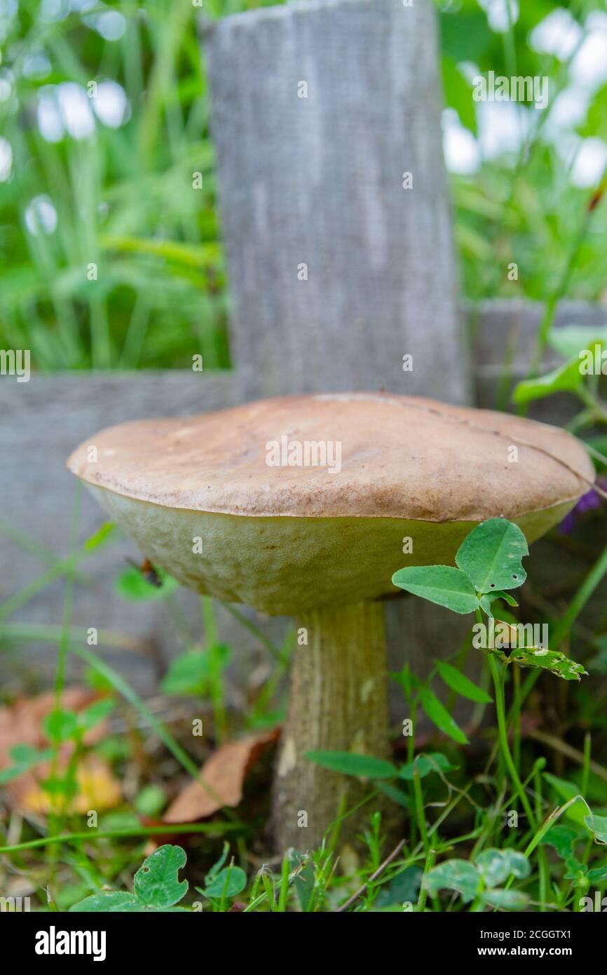 Le champignon de bouleau pousse dans une clairière en été Banque D'Images