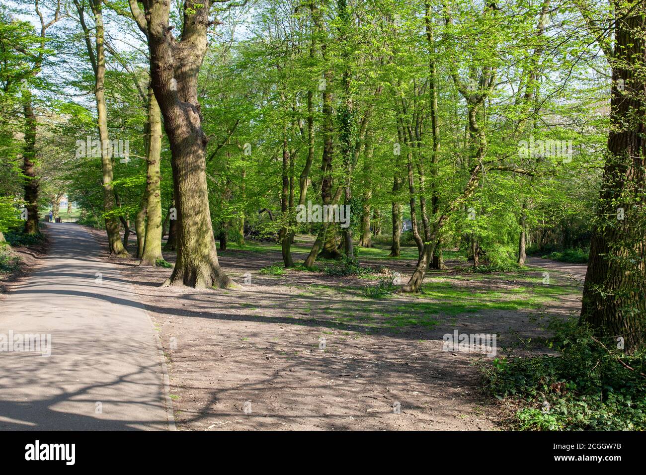 Un épaississement dans Cherry Tree Wood, East Finchley, Londres, Royaume-Uni Banque D'Images