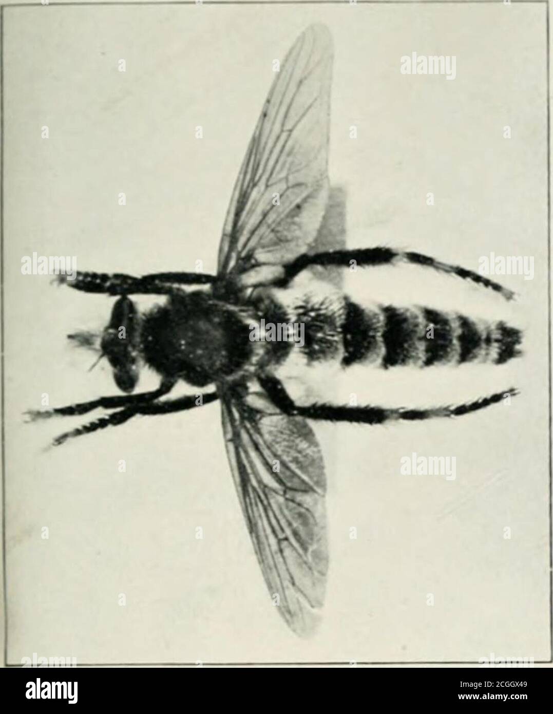 . Les annales et la revue de l'histoire naturelle : zoologie, botanique et géologie . Insecta Saundersiana.—Diptera. Londres, 1856.Loew. Ueber die europaischen Raubfliegen (Diptera asilium). Linna^a entomologica. Berlin, 1849. EXPLICATION DE LA PLAQUE XV Fi(/.. Phelltis glaucus. Figure Phellus piliferus, sp. n. Figure 3. Questopogon clarkii, gen. Et sp. u. Figure 4. Machinius forrestii, sp. n. LIII.—Note sur quelques jeunes étapes de Gecarcoidea lalandii,Milne-Edwards. Par Gladys E. Webb, M.ISC, Département de zoologie adjoint, University College, Londres. Gecarcoidea lalandii, M.-EDW.j est le crabof commun Ciir Banque D'Images