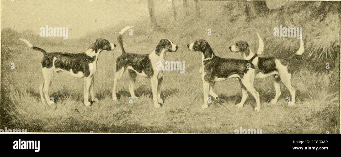 Bookidfoxhoundoftwenti00brad Banque du0027image et photos - Alamy