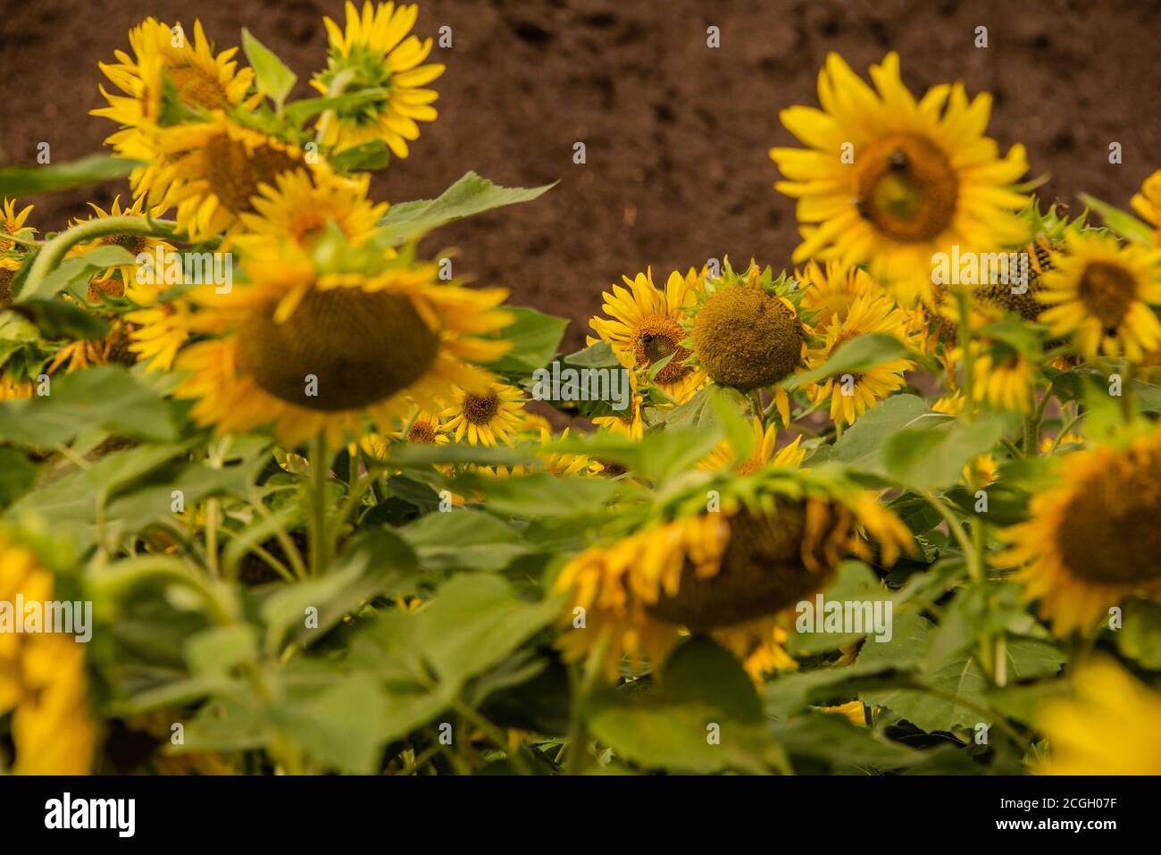 Gilly tournesol fond abeilles récolte Banque D'Images