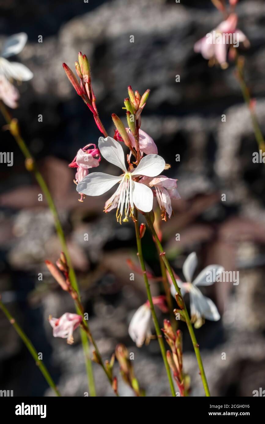Gaura lindheimeri 'blanc parakle' une fleur d'automne rose blanc d'été Plante communément connue sous le nom d'image de la photo de la réserve de Beeblossom de Lindheimer Banque D'Images