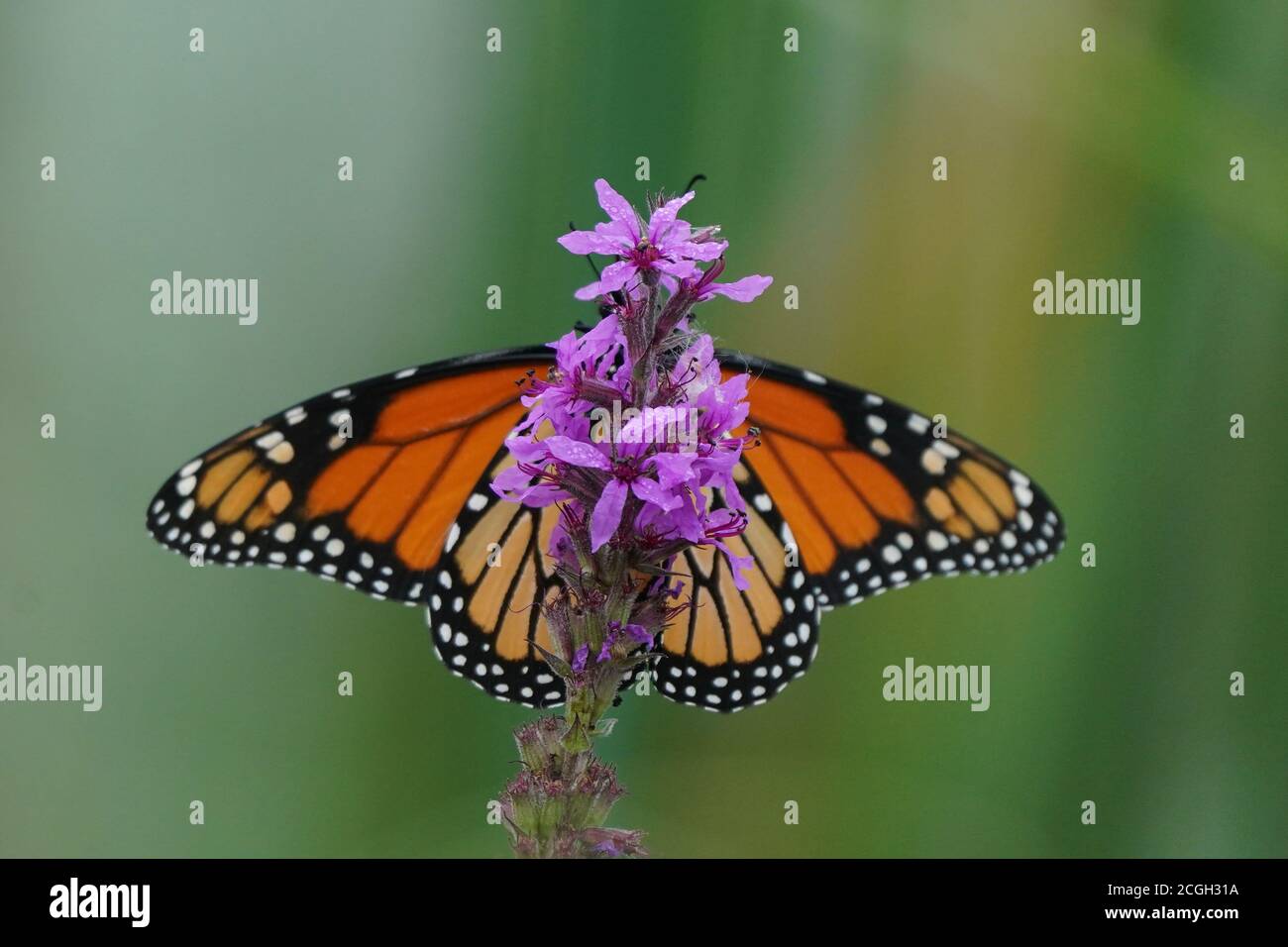 Monarch sur Loosestrife violet Banque D'Images