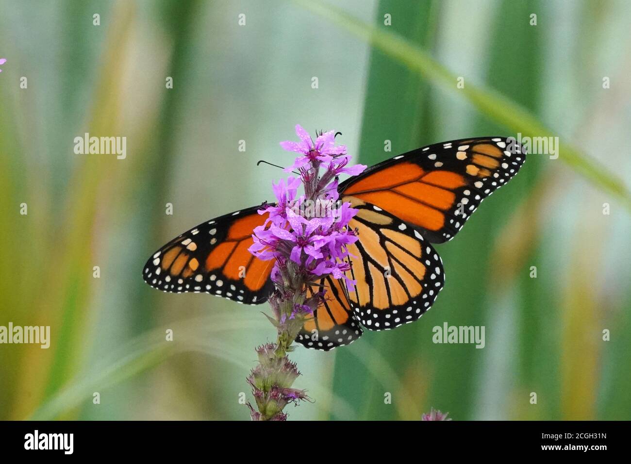 Monarch sur Loosestrife violet Banque D'Images