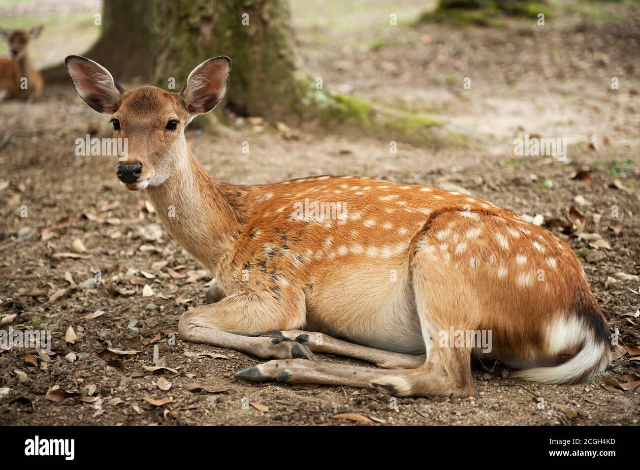 Un des célèbres sika Deers sacrés à Nara, au Japon Banque D'Images