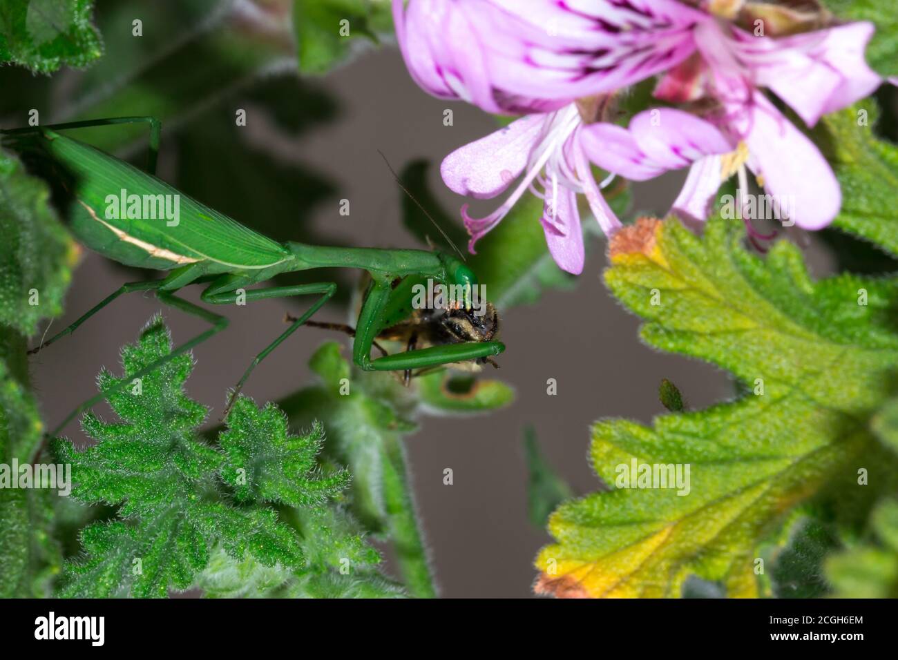 Femme verte africaine priant Mantis mangeant une abeille qu'elle a attrapée, Afrique du Sud Banque D'Images