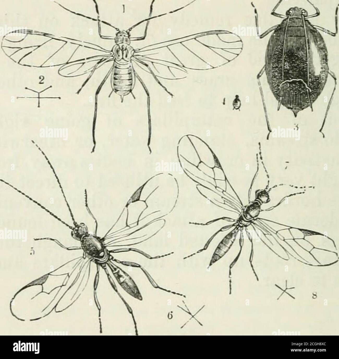 . Un manuel des insectes nuisibles avec des méthodes de prévention et de remède pour leurs attaques contre les cultures vivrières, les arbres forestiers et les fruits. À laquelle est ajoutée une courte introduction à l'entomologie . une fois. La blessure est causée par le logement de la plante qui tire vers l'extérieur avec son bec ou sucer, et donc non seulement épuisant la résistance de la plante, mais aussi causant beaucoup de blessures aux tissus par le biais de nombreuses petites perforations. Lorsque l'oreille commence à durcir, de sorte que l'Aphis cannotdrive son sucer, alors le grain est à l'abri de blessures supplémentaires. 62 LE MAÏS ET L'HERBE, les femelles vivipares sans aigres sont décrits a Banque D'Images
