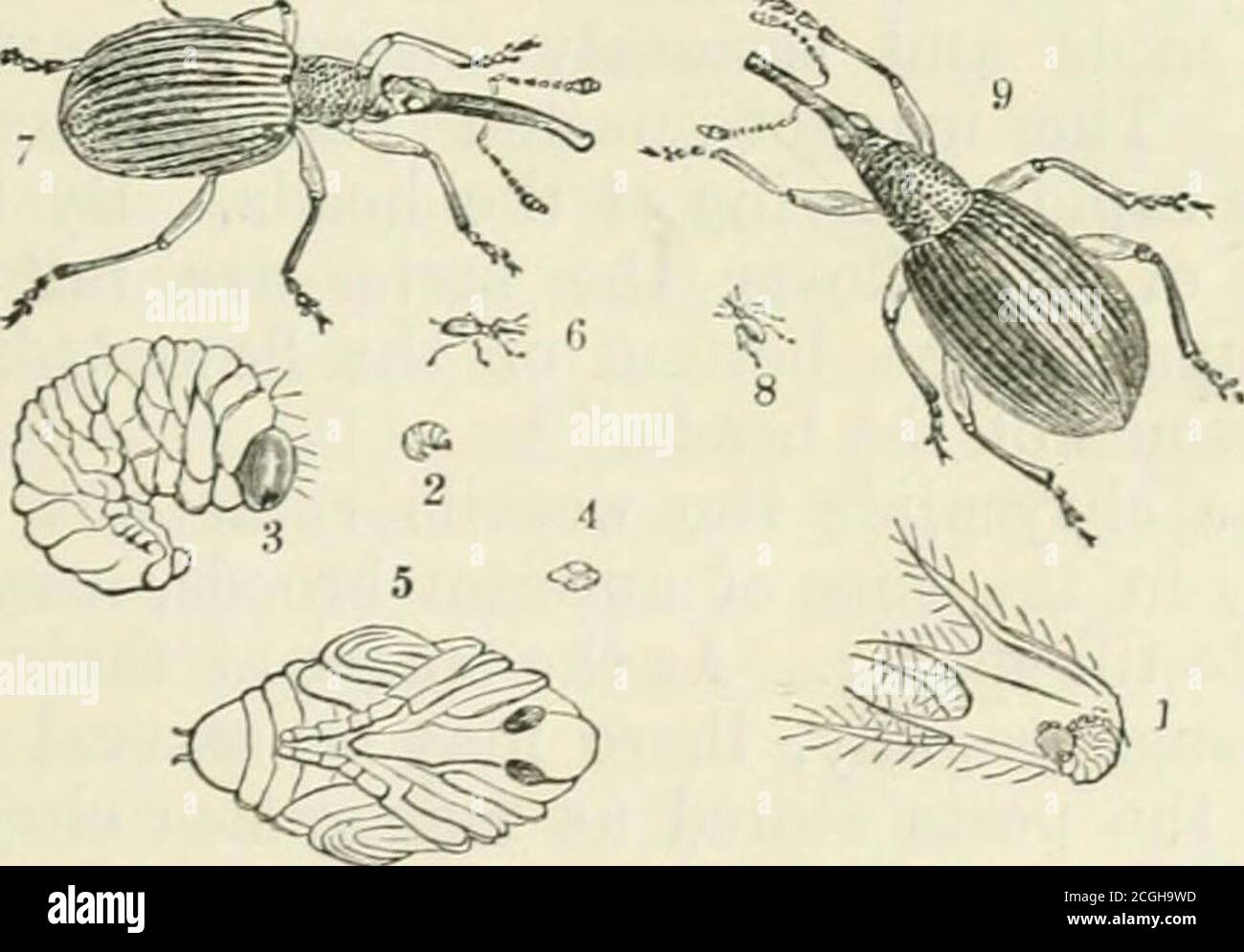 . Un manuel des insectes nuisibles avec des méthodes de prévention et de remède pour leurs attaques contre les cultures vivrières, les arbres forestiers et les fruits. À laquelle est annexé une brève introduction à l'entomologie . od remède; mais commun Dr. J. Eitzema Bos. Aussi dans mon 13ème Ecport sur les insectes nuisibles (Simpkin & Co., Londres), je donne un résumé de nos observations en anglais à jour, avec un mâle et une femelle plate-forme T. (hvasldtrix et oeufs, pris, par permission aimable, de dessins par Dr. liitzema Bos. CHEVILS EN FORME DE POIRE. 55 le labourage ou le creusement qui ne brise que la surface et le scatte environ est probablement à peine un Banque D'Images