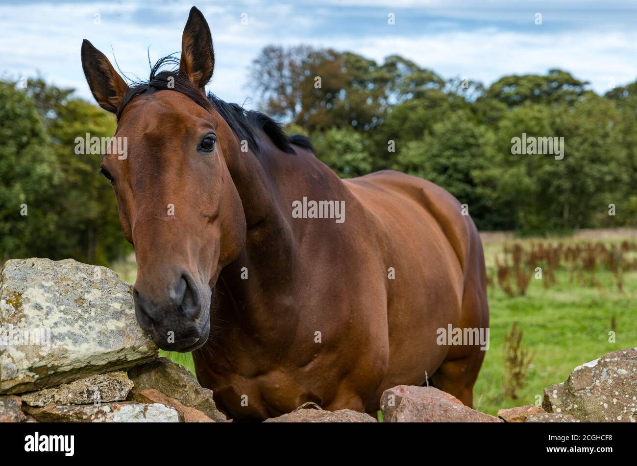 Gros plan d'un curieux cheval brun regardant sur un mur de pierre sèche dans un champ, East Lothian, Écosse, Royaume-Uni Banque D'Images