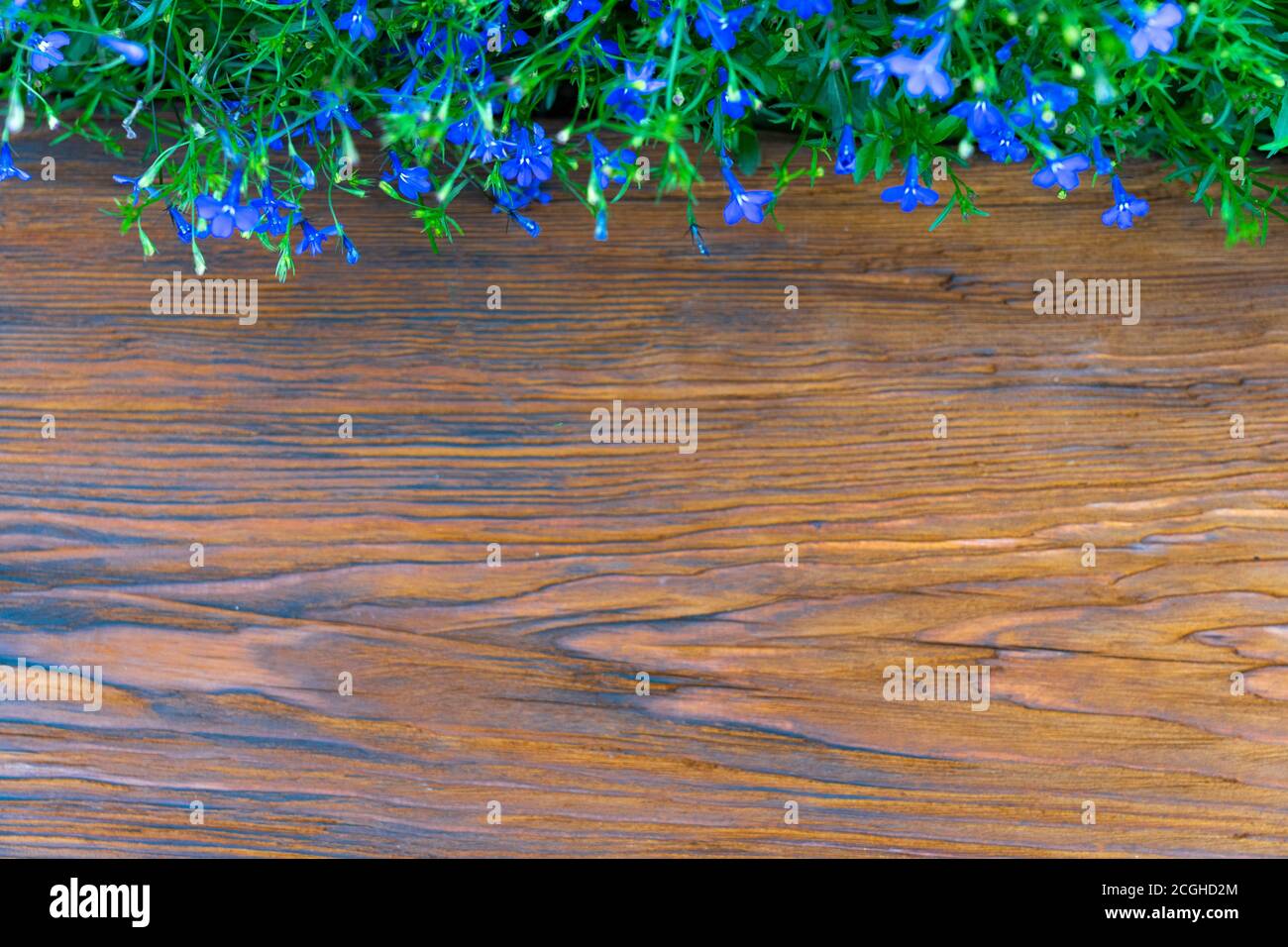 Panneau en bois gaufré encadré de fleurs bleues Banque D'Images