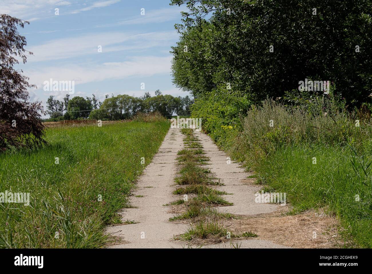 Route de terre inhabituelle avec des dalles de béton. Un champ sur la gauche, une forêt sur la droite. Banque D'Images
