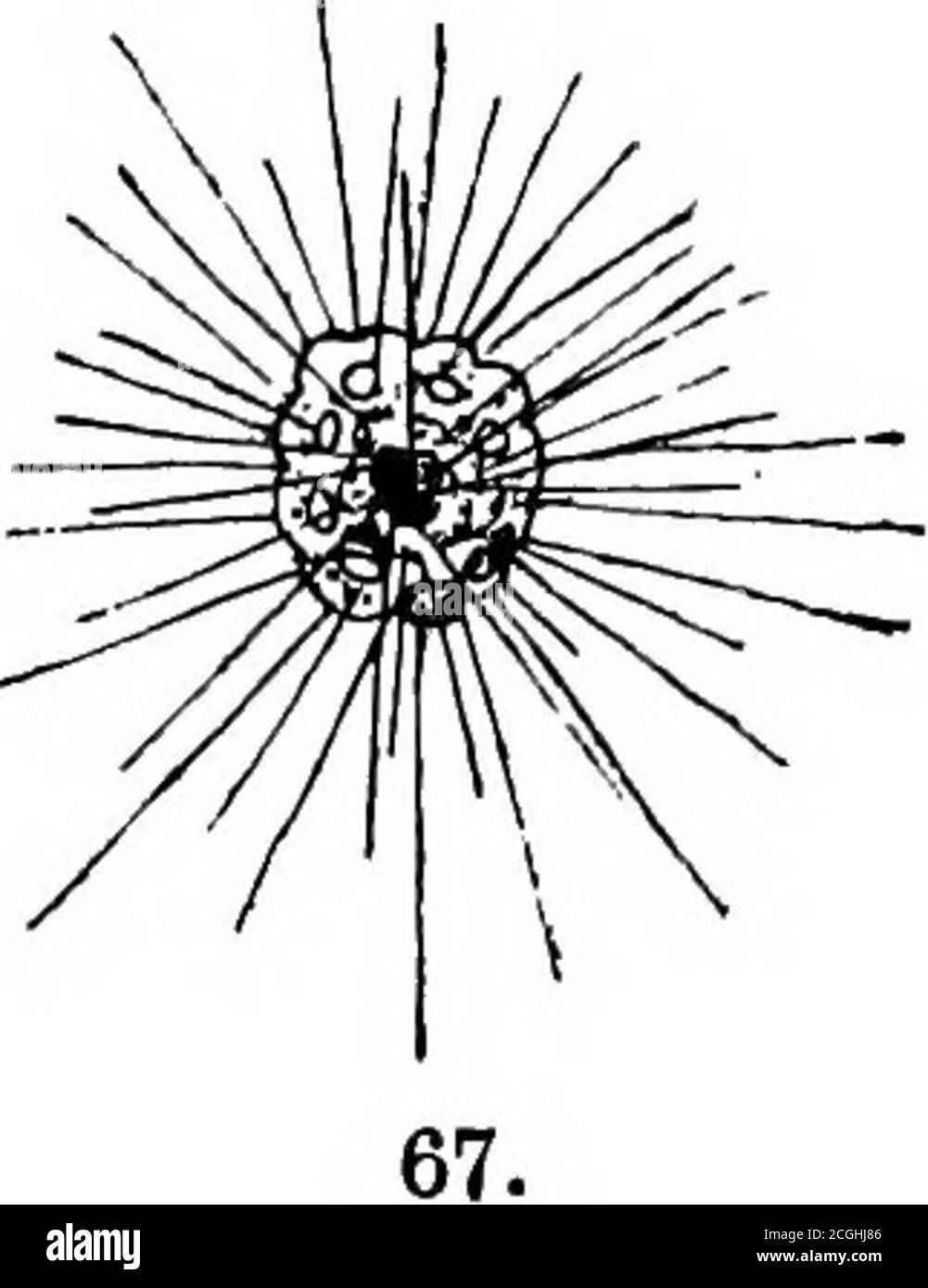 . L'analyse des aliments et des médicaments . Insecta. Macrohiotus ursellus (66). — communément connu sous le nom d'eau - ours. Il a quatre pattes, se terminant en cilia raide, qui l'aident à tenir sur l'eau - les plantes. ^^ la tête n’a pas d’antenne, et a des yeux ; la bouche est suctionnelle. Il est de taille microscopique et se trouve dans l'eau de l'étang. Porifera. Spongilla ftuviatilis.—la seule éponge d'eau douce. Itculs dans des masses verdâtres dans les canaux et les lacs d'eau douce.l'éponge elle-même est un pouce ou plus dans le diamètre; thespicules sont plus susceptibles d'être remarqués. Protozoaires. Actinophrys sol (67).—il s'agit d'un petit anime rond,avec Banque D'Images