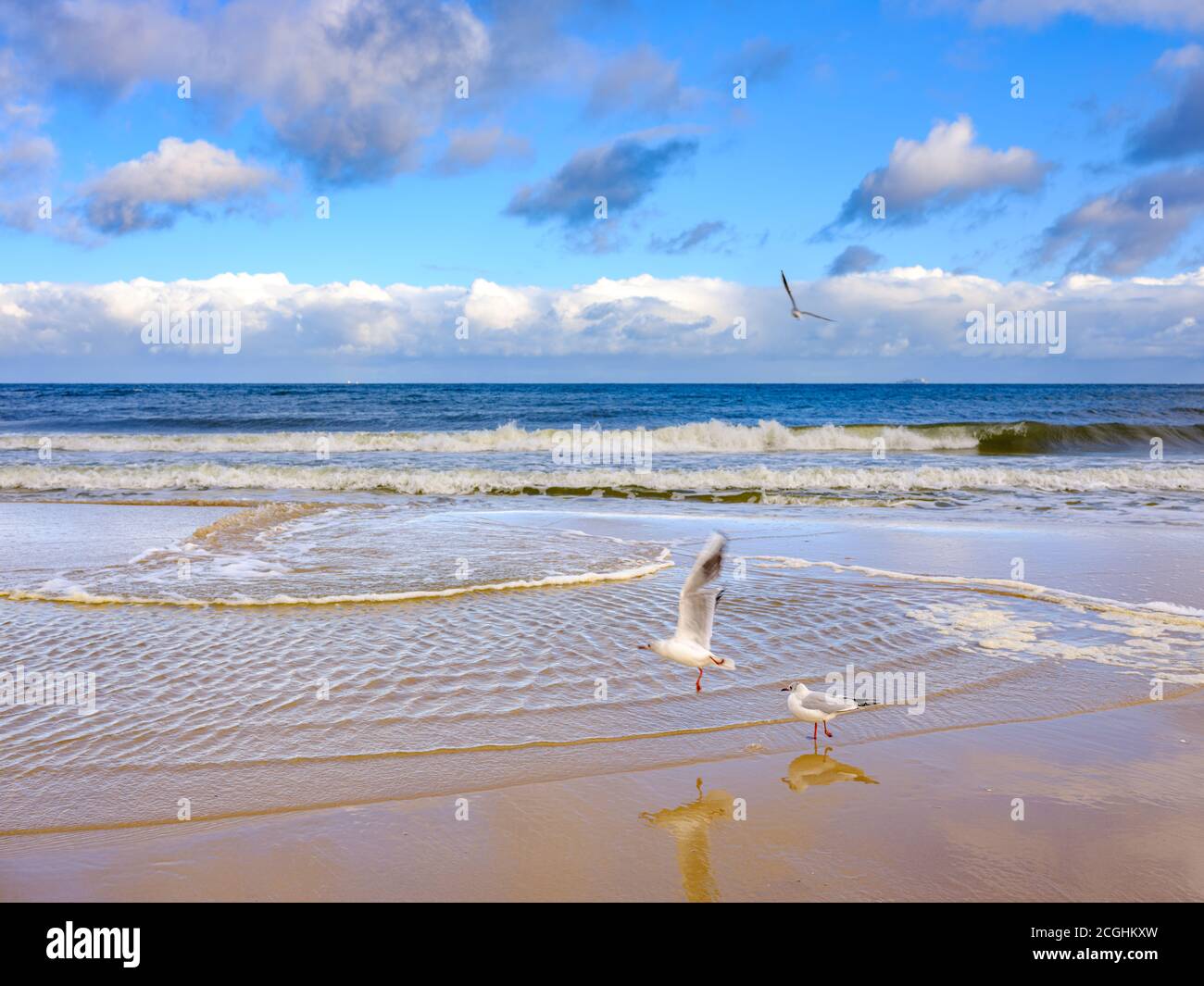 Mouettes sur l'île d'Usedom, plage à proximité de la jetée d'Ahlbeck en mer Baltique Banque D'Images