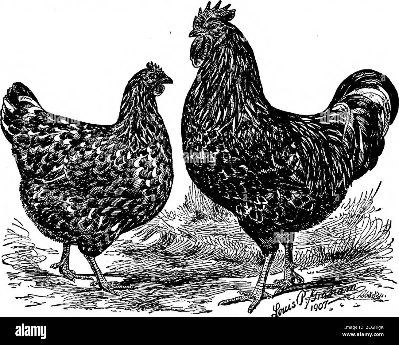 . Les variétés standard de poulets . ttes sont deux fois plus que les ajouts tardifs aux variétés standard, les premiers havingont été admis en 1901 et les derniers en 1902. La couleur de la prunier-âge du partridge est semblable à celle du partridge Cochin, et la couleur du plumage de l'argent-pencaled est semblable à celle du Brahma foncé. Le Columbian Wyandotte est le dernier ajout aux variétés standard de cette race. Dans la couleur et les marques, c'est comme le Brahma Light 51 8, qui, combiné avec la vraie forme de Wyandotte, presentsa très beau oiseau. La couleur du bec est corne, ombrage à vous Banque D'Images
