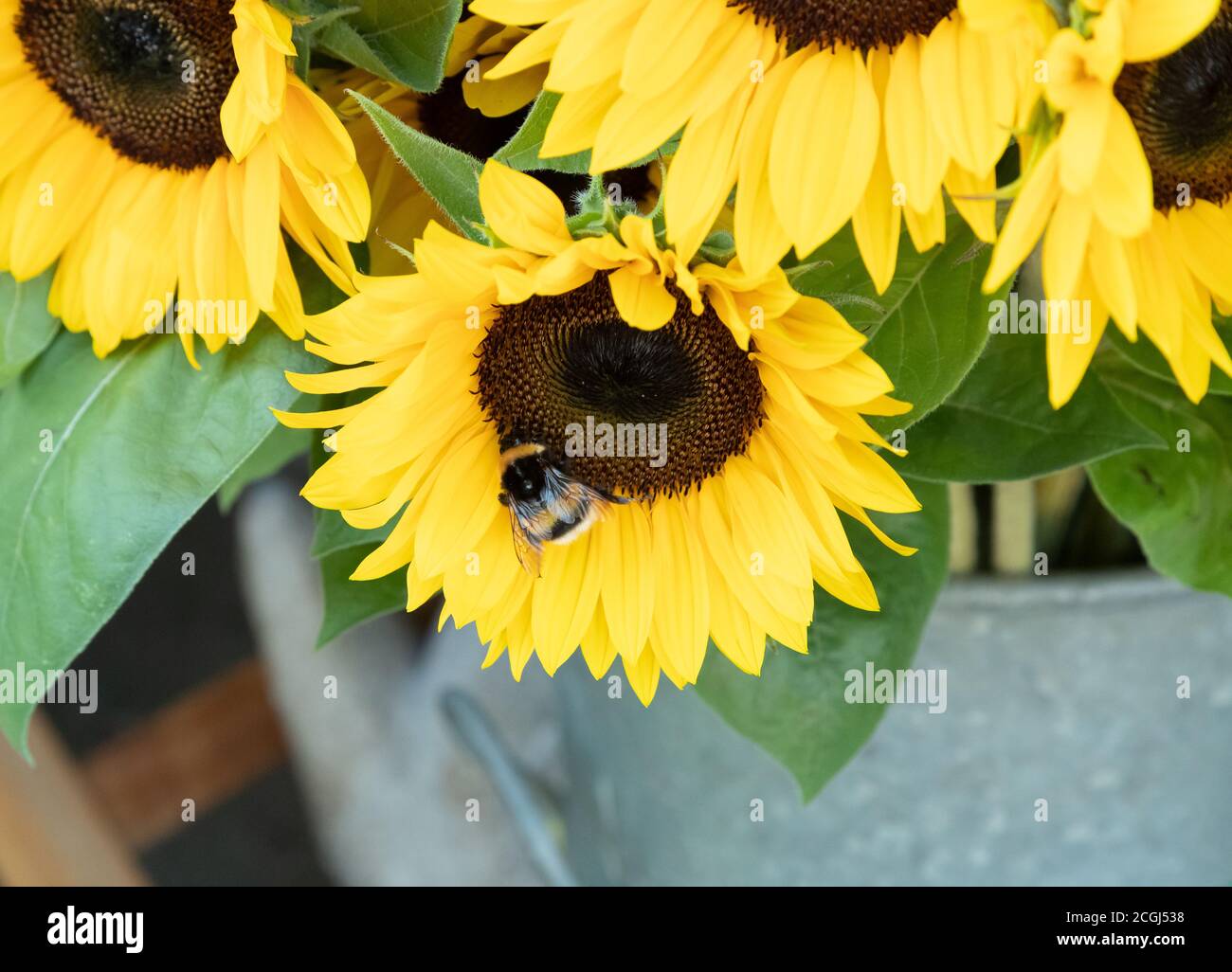 bourdon blanc noir jaune avec fourrure assise sur un tournesol, les plantes sont stockées dans un récipient gris, par jour Banque D'Images