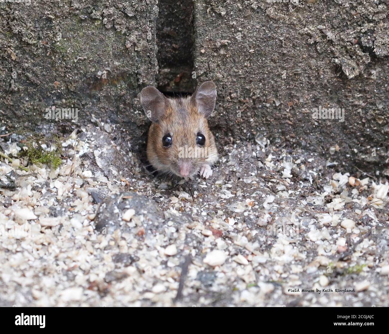 Field Mouse vérifie qu'il n'y a pas de danger avant de sortir. Banque D'Images