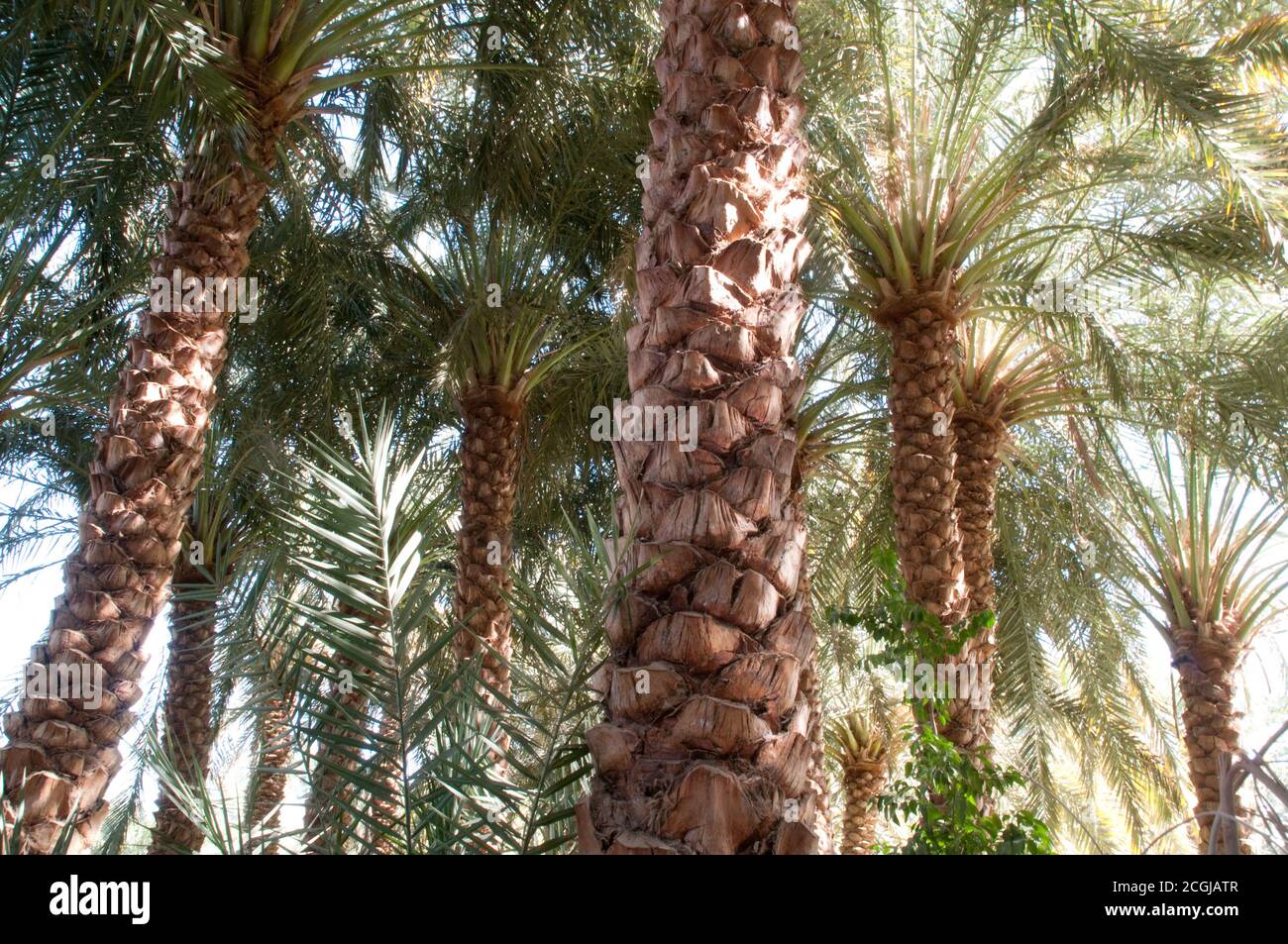 Une palmeraie de date dans une forêt de palmiers au bord d'une forêt de palmiers, dans l'oasis saharienne de Farafra, désert occidental, Egypte. Banque D'Images