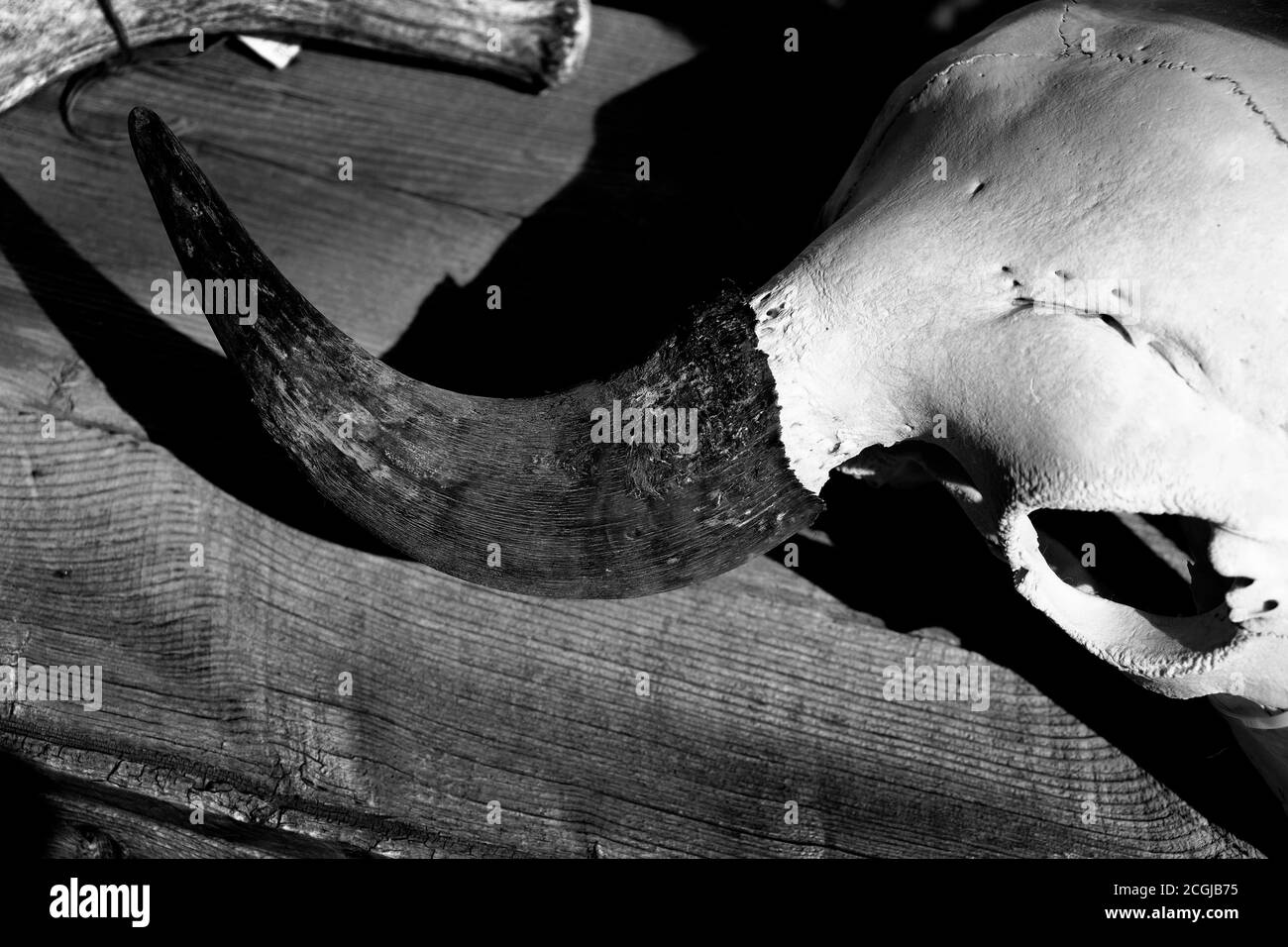 Crâne de taureau os cornes sur caisse en bois ancienne noir vif Banque D'Images