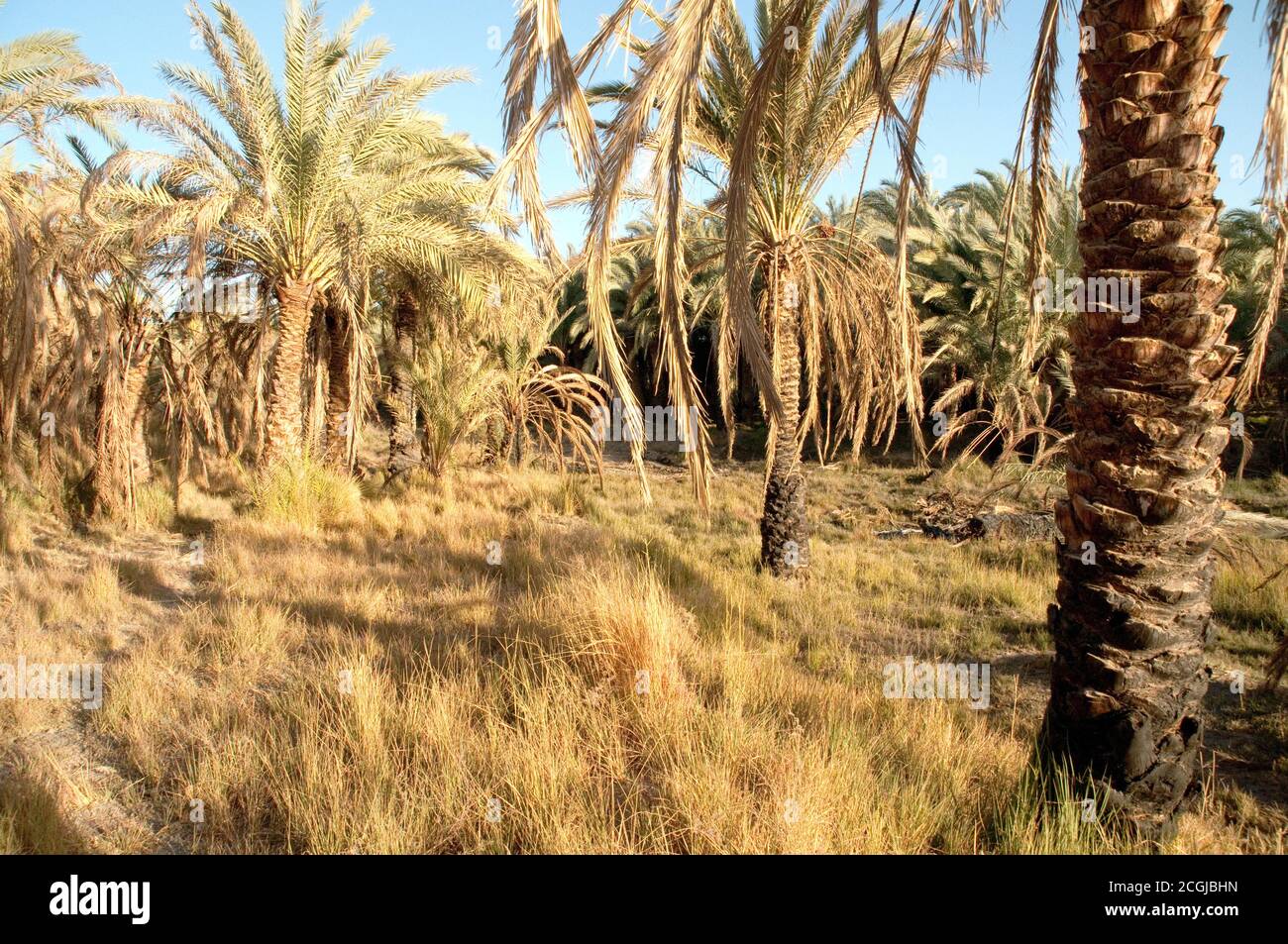 Une palmeraie de date dans une forêt de palmiers au bord d'une forêt de palmiers, dans l'oasis saharienne de Farafra, désert occidental, Egypte. Banque D'Images
