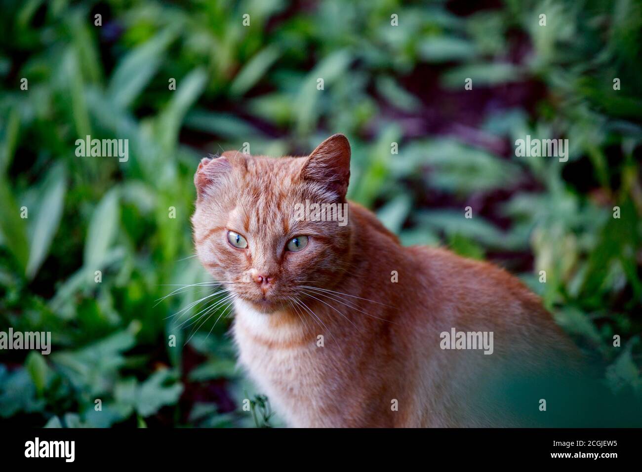 Chat Rouge Sans Abri Avec Une Oreille Dechiree Dans La Nature Photo Stock Alamy