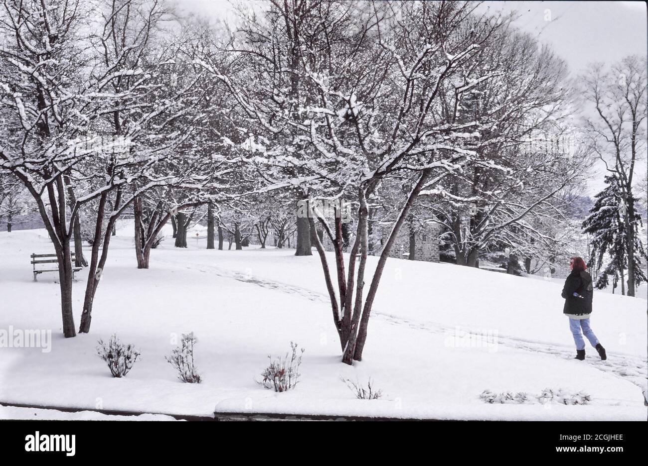 Une femme marche à travers la neige et les arbres à la royauté de Valley Forge image libre Banque D'Images