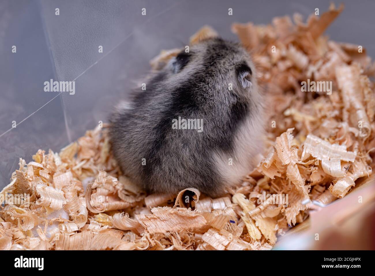 Hamster nain de Campbell de l'espèce Phodopus campbelli Banque D'Images