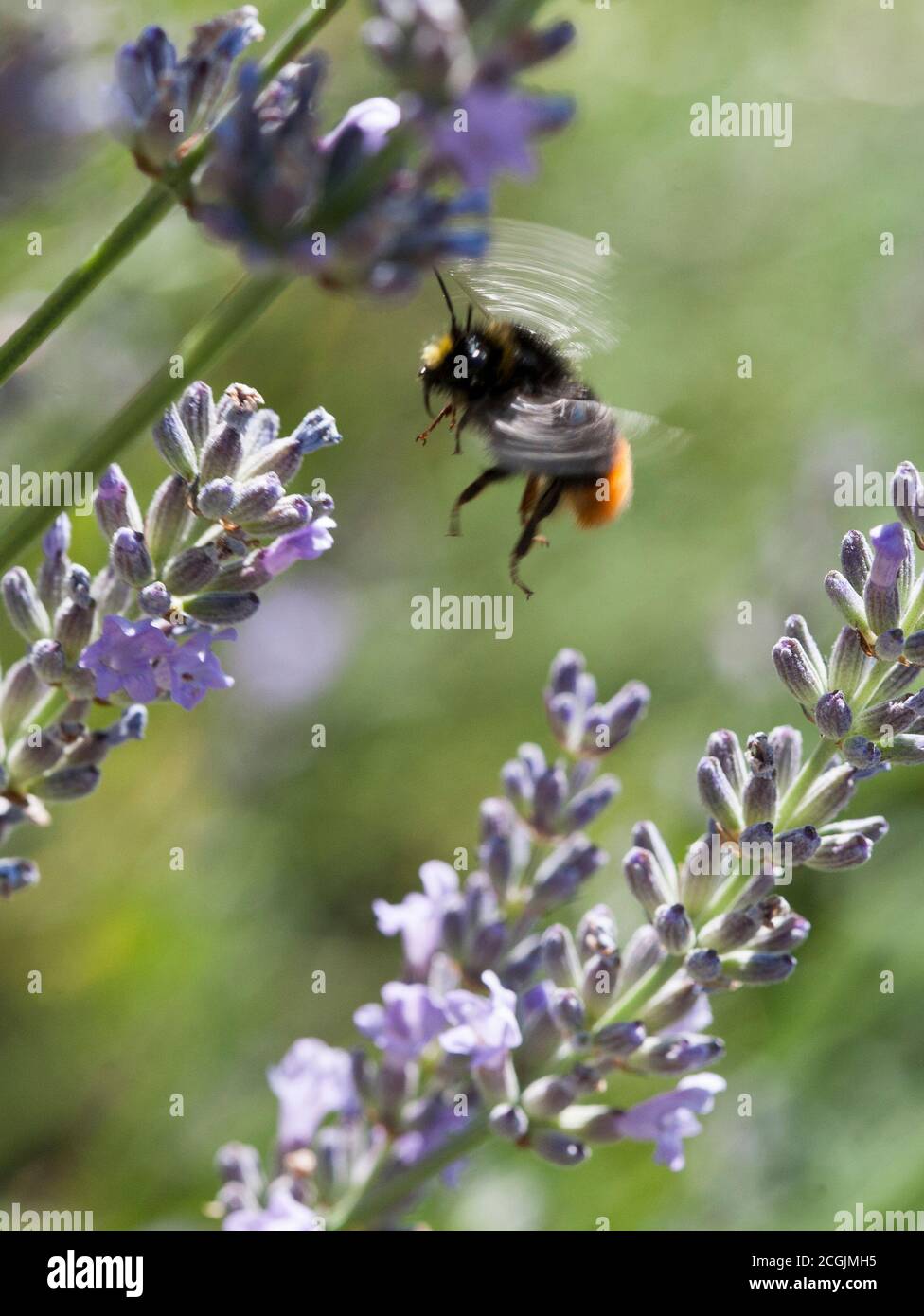 BUMBLEBEES cherche nectar parmi les fleurs Banque D'Images