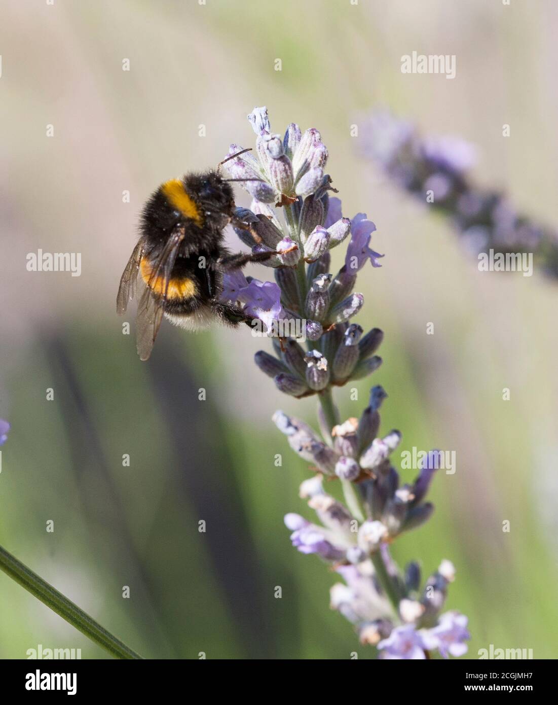 BUMBLEBEES cherche nectar parmi les fleurs Banque D'Images