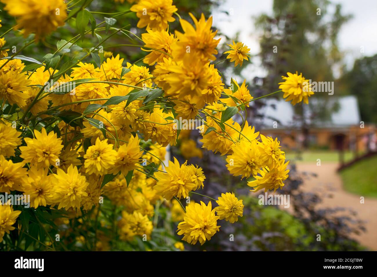 Rudbeckia laciniata feuille de coupe coneflower boule dorée fleurs jaunes. Fond floral Banque D'Images