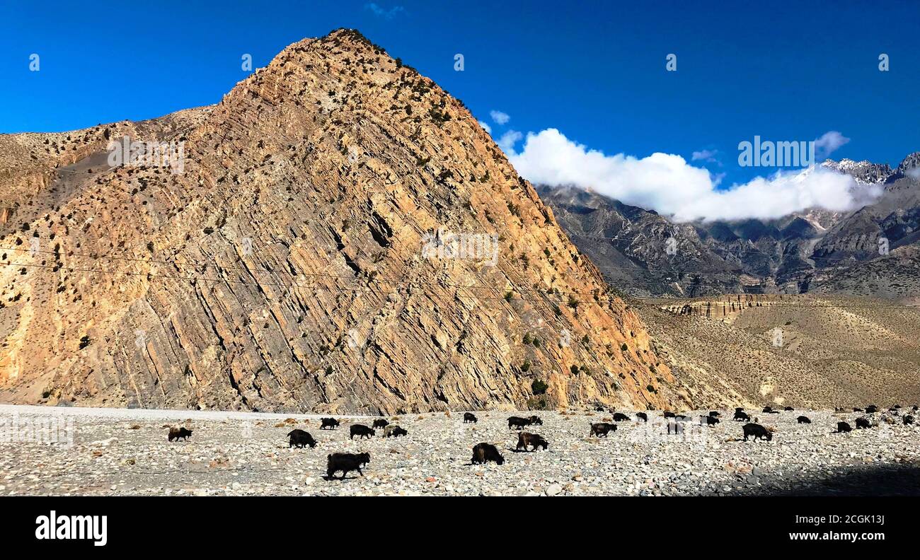 Troupeau de chèvres dans les montagnes rocheuses de l'Himalaya Mustang royaume Népal. Les chèvres vont dans le pâturage dans la région de pierreux du désert. Nature sauvage conservation Annapurna Banque D'Images