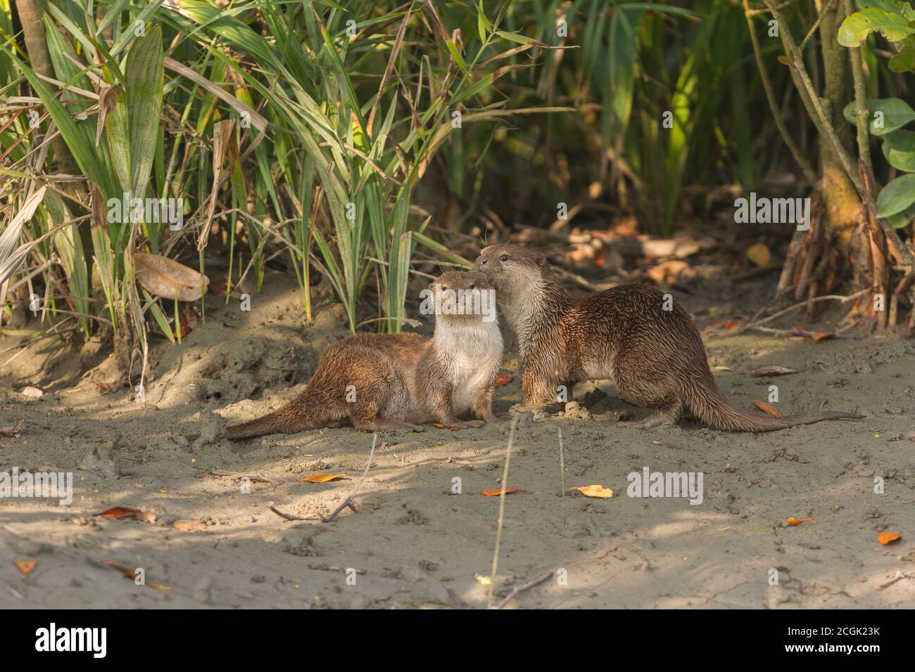 Une femelle adulte et un sous-adulte, de petites loutres asiatiques clawés, se prélassant sous le soleil d'hiver sur un terrain maillé au parc national de Sundarban, Bengale occidental, Inde Banque D'Images