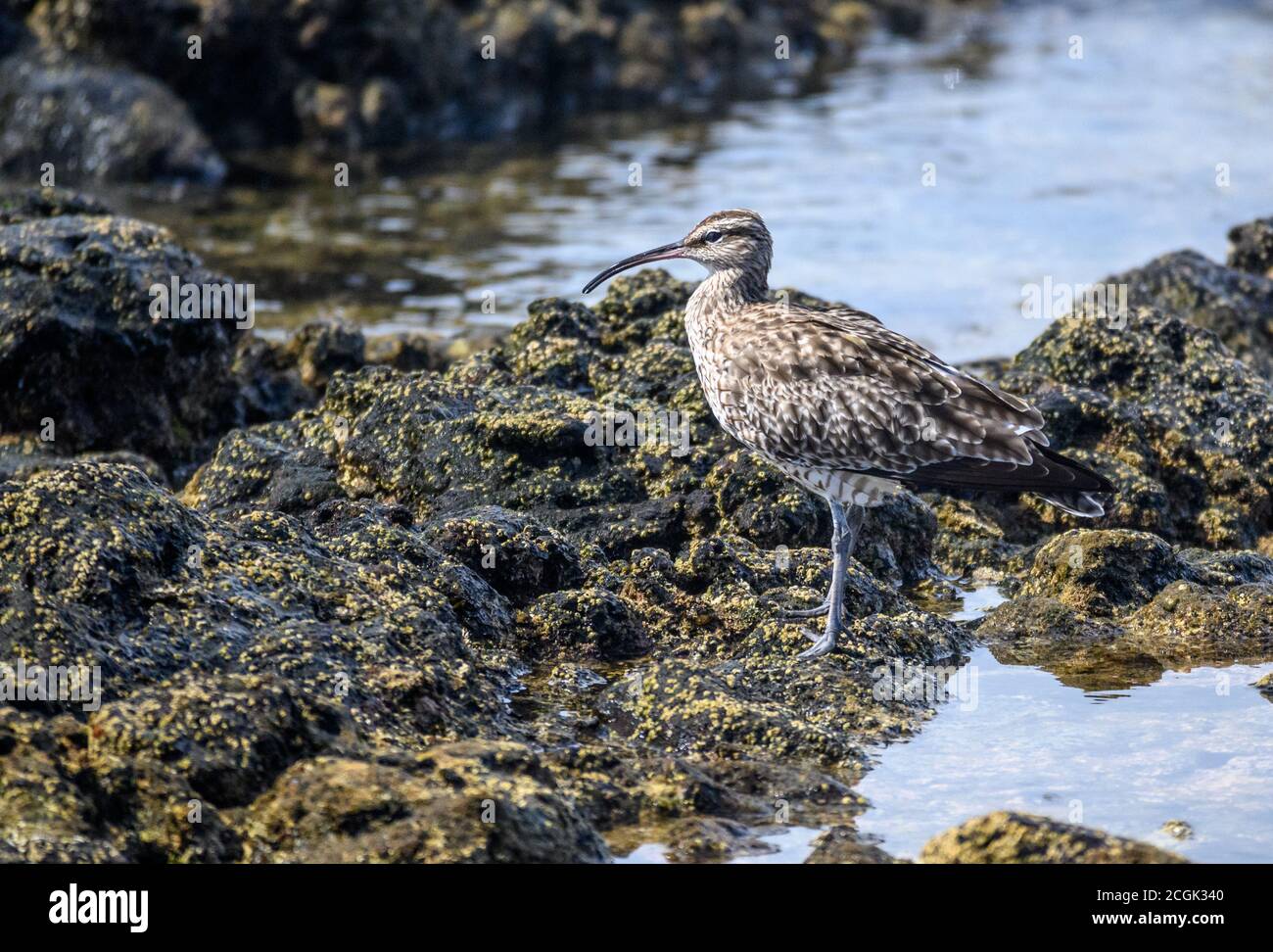 Curlew sur les rochers au bord de la mer, Tenerife Banque D'Images